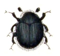 Chaetophora.spinosa.-.calwer.16.17 by Emil Hochdanz
. Used under a Public domain license.