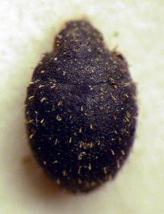 Chaetophora spinosa by M. Virtala. Used under a Copyrighted free use license.