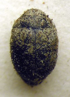 Curimopsis cyclolepidia by M. Virtala. Used under a Copyrighted free use license.