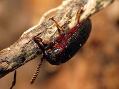 Callirhipid Cedar Beetle - Flickr - treegrow by Katja Schulz from Washington, D. C., USA. Used under a CC BY 2.0 license.