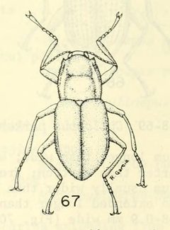 Heterelmis vulnerata by Brown, Harley P.; Oceanography and Limnology Program (Smithsonian Institution); United States.. Used under a Public domain license.