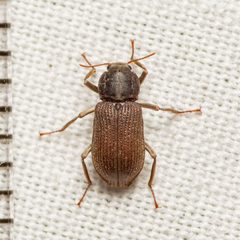 Macrelmis texana by Jgw-atx. Used under a CC BY 4.0 license.