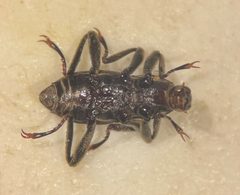 Macronychus glabratus 215277336 by Matthew Pintar. Used under a CC BY 4.0 license.