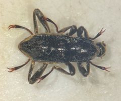 Macronychus glabratus 215277355 by Matthew Pintar. Used under a CC BY 4.0 license.