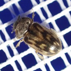 Heterocerus fenestratus 223696557 by Jean-Paul Boerekamps. Used under a CC0 license.