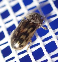 Heterocerus fenestratus 223705504 by Jean-Paul Boerekamps. Used under a CC0 license.