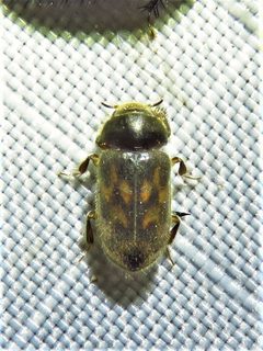 Heterocerus fenestratus 299879856 by Annika Lindqvist. Used under a CC BY 4.0 license.