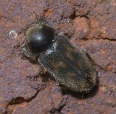 Heterocerus mollinus P1620619a by 
xpda. Used under a CC BY-SA 4.0 license.