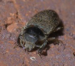 Heterocerus mollinus P1620621a by 
xpda. Used under a CC BY-SA 4.0 license.