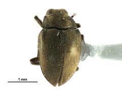Lutrochus luteus by CBG Photography Group, Centre for Biodiversity Genomics. Used under a CC BY 3.0 license.