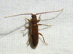 Geropa concolor by Sam Kieschnick. Used under a CC BY 4.0 license.
