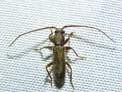 Geropa concolor - inat 321124657 by {{{name}}}. Used under a CC BY 4.0 license.