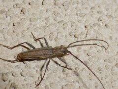 Icosium tomentosum - inat 52395654 by {{{name}}}. Used under a CC BY 4.0 license.
