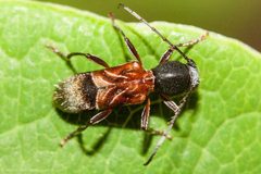 Cyrtophorus Verrucosus On Leaf by Ken-ichi Ueda. Used under a CC BY 4.0 license.