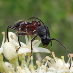 Cyrtophorus verrucosus by Jacy Lucier. Used under a CC BY-SA 4.0 license.
