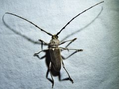 Gnaphalodes trachyderoides - inat 320076973 by {{{name}}}. Used under a CC BY 4.0 license.
