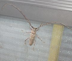 Banded hickory borer by GTBacchus. Used under a CC BY-SA 3.0 license.