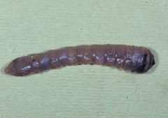 Knullianacincta-larva by Lacy L. Hyche, Auburn University, Bugwood.org. Used under a CC BY 3.0 us license.