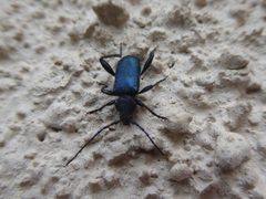 Callidium violaceum 01 by Syrio. Used under a CC BY-SA 4.0 license.
