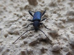 Callidium violaceum 02 by Syrio. Used under a CC BY-SA 4.0 license.