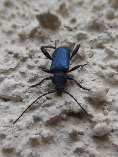 Callidium violaceum 03 by Syrio. Used under a CC BY-SA 4.0 license.