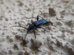 Callidium violaceum 04 by Syrio. Used under a CC BY-SA 4.0 license.