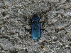 Callidium violaceum Segonzano 01 by Syrio. Used under a CC BY-SA 4.0 license.