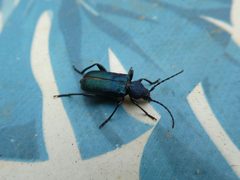 Callidium violaceum Trento 02 by Syrio. Used under a CC BY-SA 4.0 license.