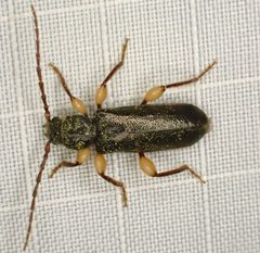 Phymatodes aereus - inat 368123944 by {{{name}}}. Used under a CC BY-SA 4.0 license.