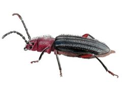 PhymatodesAmoenus by Smidon33. Used under a CC BY-SA 3.0 license.