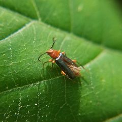 Phymatodes amoenus - inat 288778830 by {{{name}}}. Used under a CC BY 4.0 license.