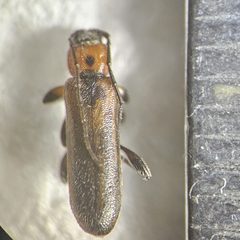 Phymatodes maculicollis - inat 376507906 by {{{name}}}. Used under a CC BY 4.0 license.