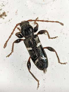 Phymatodes nitidus - inat 356852840 by {{{name}}}. Used under a CC BY 4.0 license.