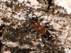 Phymatodes obliquus - inat 187934651 by {{{name}}}. Used under a CC BY-SA 4.0 license.