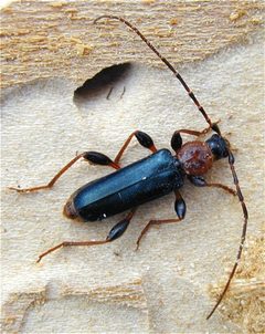 Phymatodes testaceus-1 by User:Gerhard Elsner. Used under a CC BY-SA 3.0 license.