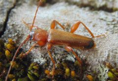 Phymatodes testaceus MV by Mihailo Vujić. Used under a CC BY-SA 4.0 license.
