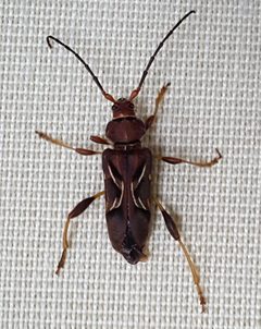 Cypress Bark Borer by Melburn1982. Used under a CC BY-SA 4.0 license.