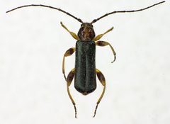 Phymatodes lividus above by Siga. Used under a CC BY-SA 3.0 license.