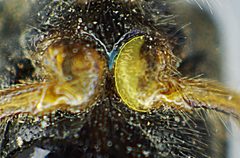 Phymatodes lividus detail1 by Siga. Used under a CC BY-SA 3.0 license.
