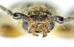 Phymatodes lividus detail2 by Siga. Used under a CC BY-SA 3.0 license.