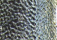 Phymatodes lividus detail3 by Siga. Used under a CC BY-SA 3.0 license.