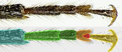 Phymatodes lividus detail4 by Siga. Used under a CC BY-SA 3.0 license.