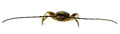 Phymatodes lividus front by Siga. Used under a CC BY-SA 3.0 license.