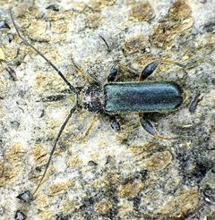 Phymatodes lividus live by Siga. Used under a CC BY-SA 3.0 license.