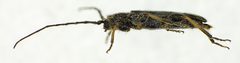 Phymatodes lividus side by Siga. Used under a CC BY-SA 3.0 license.