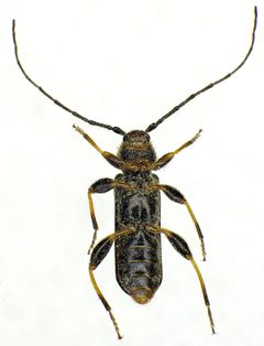 Phymatodes lividus under by Siga. Used under a CC BY-SA 3.0 license.