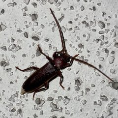 Black slender longicorn beetle on the wall - 1 by Kyu3. Used under a CC BY-SA 4.0 license.