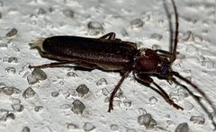 Black slender longicorn beetle on the wall - 2 by Kyu3. Used under a CC BY-SA 4.0 license.
