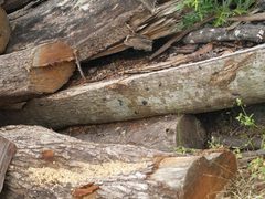 Dere thoracica hotarukamikiri03 by Keisotyo. Used under a CC BY-SA 4.0 license.