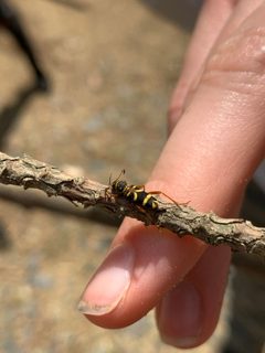 Clytus marginicollis 121623838 by Timothy Gerla. Used under a CC BY 4.0 license.